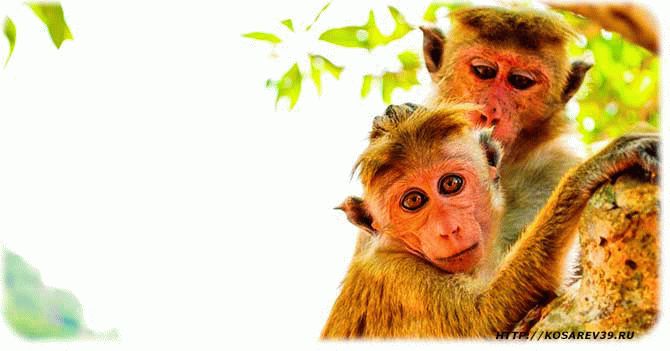 Гороскоп для года обезьяны