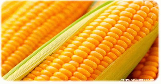 Польза употребления кукурузы
