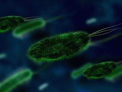 В Японии более 500 человек погибли от загадочных бактерий