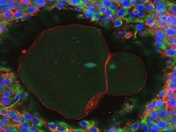 Человеческие яйцеклетки впервые выращены в лабораторных условиях